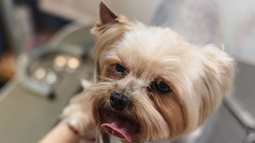 Close-up portrait of dog