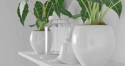 Close-up of potted plant on table