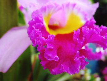 Close-up of purple flower
