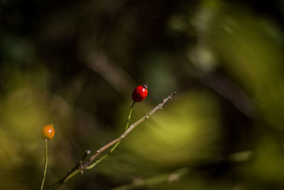 Close-up of red berries on plant