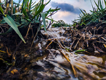 Close-up of leaves on land