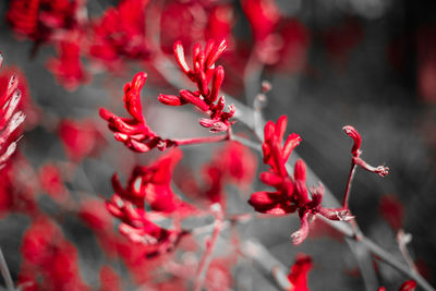 Close-up of red flowering plant kangaroo paw