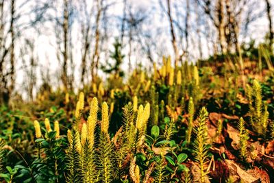 Close-up of yellow flowering plants on field