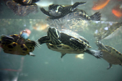 Fish swimming in sea