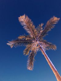 Low angle view of palm tree against clear blue sky