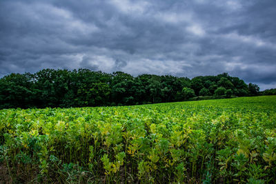 Scenic view of agricultural field against sky