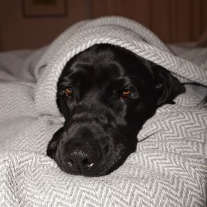 Close-up portrait of dog resting on bed