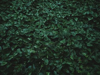 Green background composed of lush leaves