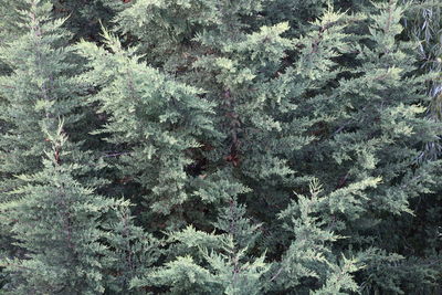 Full frame shot of pine trees in forest