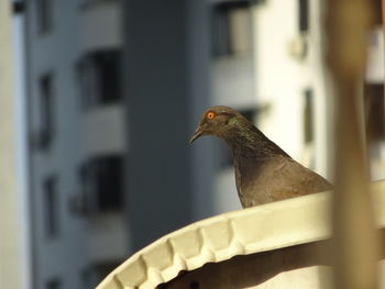 Close-up of a bird