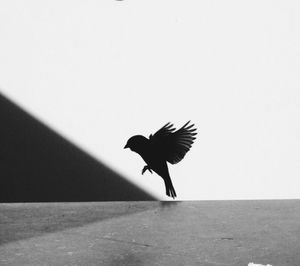 Close-up of bird in the background