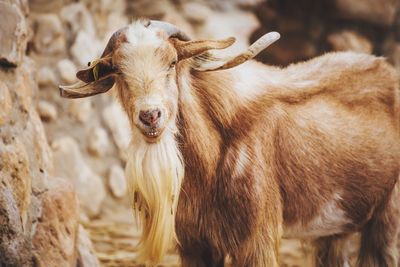 Portrait of brown goat