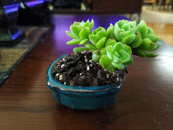 High angle view of potted plants on table