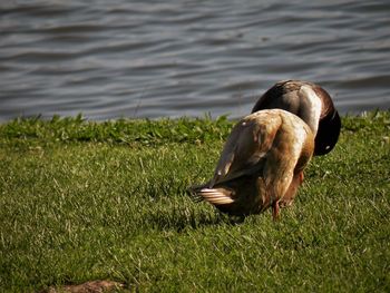 Close-up of bird on grass