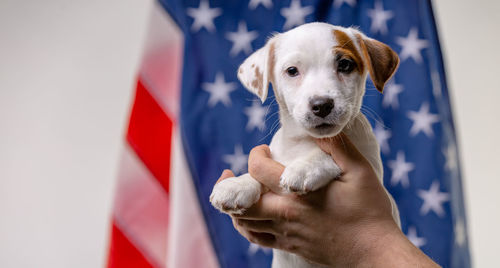 Close-up of hand holding dog