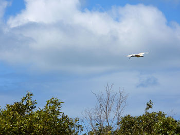 Low angle view of bird flying in sky