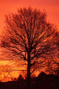 Trees at sunset