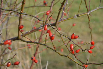 Red berries growing on tree