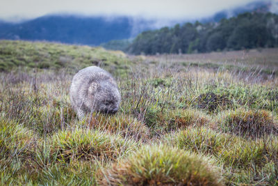 A wombat in grass. 