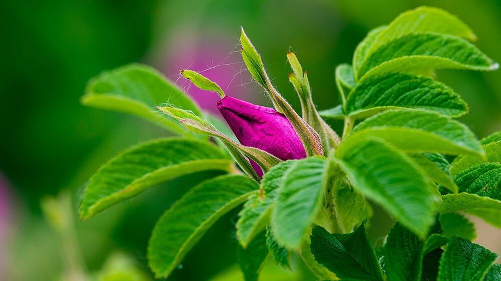 CLOSE-UP OF PURPLE FLOWERS