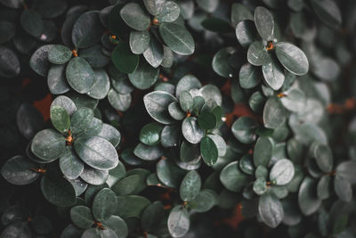 Close-up of wet plants