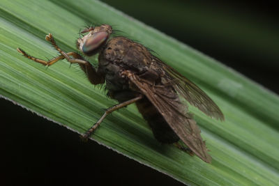 Close-up of insect on leaf