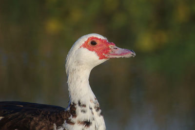 Close-up of a bird looking away