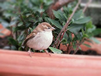 Bird perching on leaf