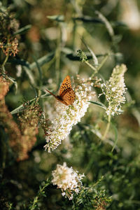 Butterfly on flower