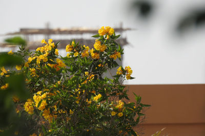 Close-up of yellow flowers