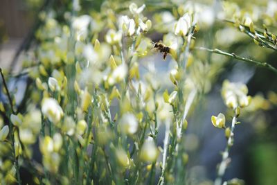 Bee pollinating flower