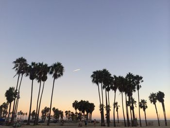 Palm trees at sunset