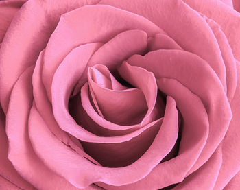 Full frame shot of pink rose