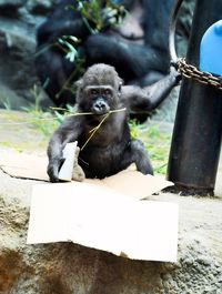 Portrait of infant gorilla sitting outdoors