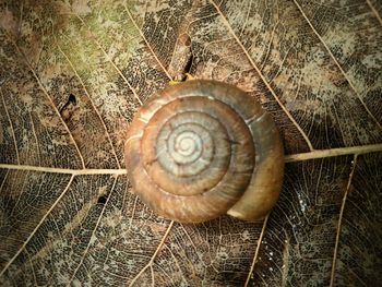 Close-up of snail on wood