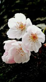 Close-up of white flower