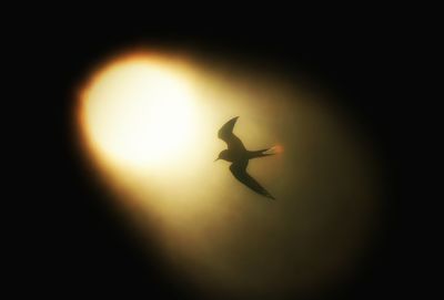 Low angle view of kite flying in sky