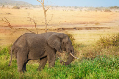 Elephant in a field