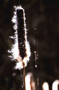 Close-up of plants at night