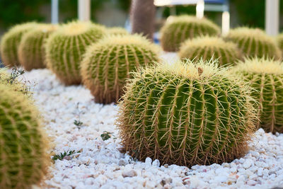Cactus ball echinocactus grusonii in the garden. succulent golden barrel cactus close up