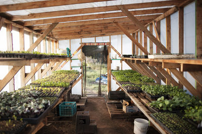 Interior of greenhouse