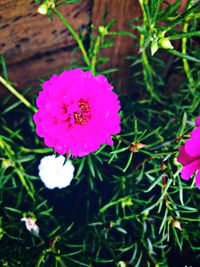 High angle view of pink flowering plant on field