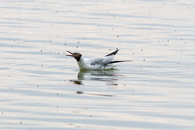 View of ducks swimming in lake