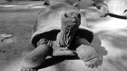 Close-up of tortoise