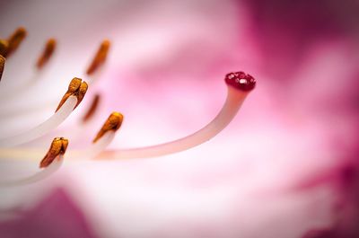 Close-up of pink flower