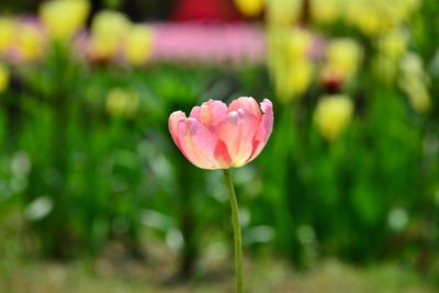 Close-up of pink flowering plant