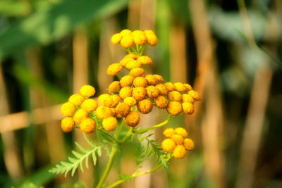 Close-up of yellow berries on plant