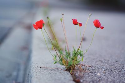 Close-up of red flowering plant