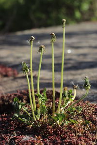 Close-up of fresh flowers on field