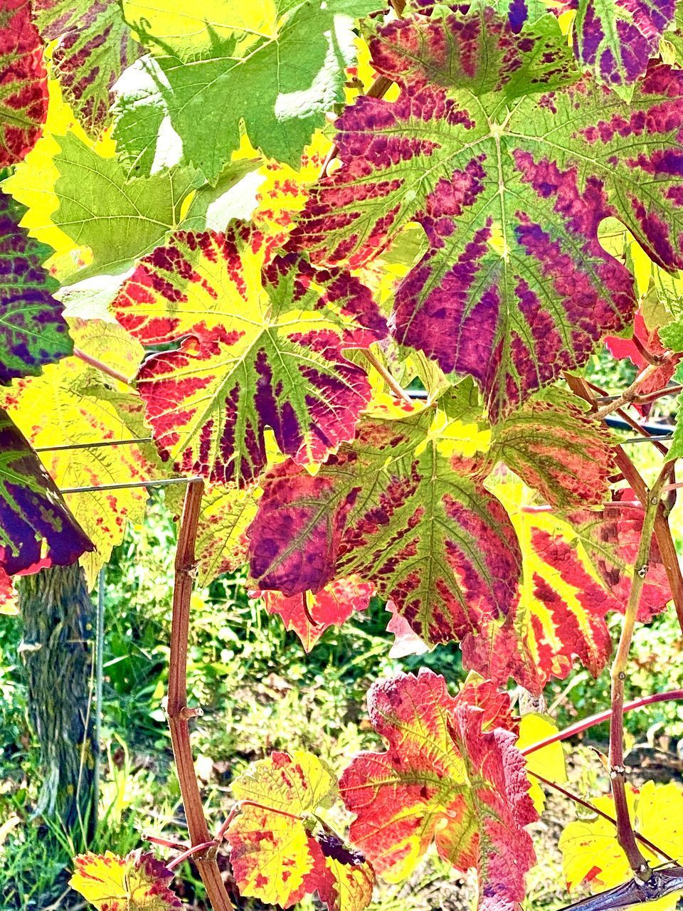 CLOSE-UP OF MAPLE LEAVES ON TREE